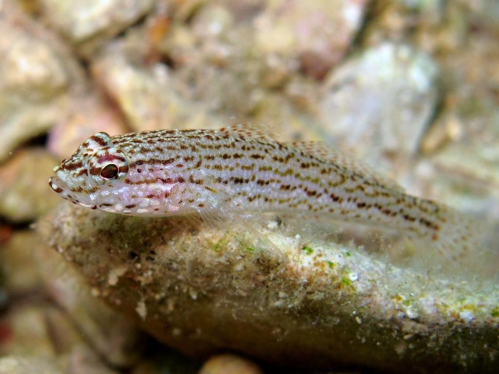 Gobius fallax (Sarato, 1889)